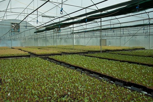 watering greenhouse