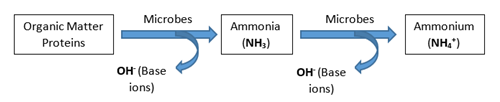 Mineralizacion de las proteinas de la materia organica a amonio disponible PRO-MIX