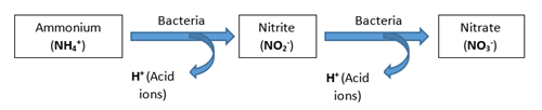 Nitrification de l'ammonium en nitrate par les bacteries du sol PRO-MIX