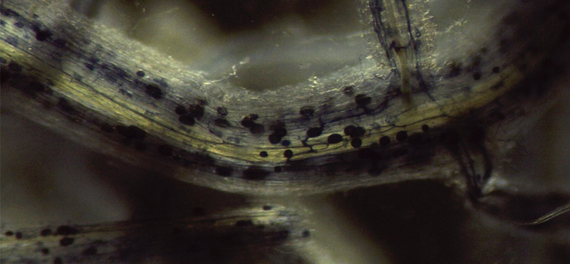 Racines de plantes colonisees par des champignons mycorhiziens
