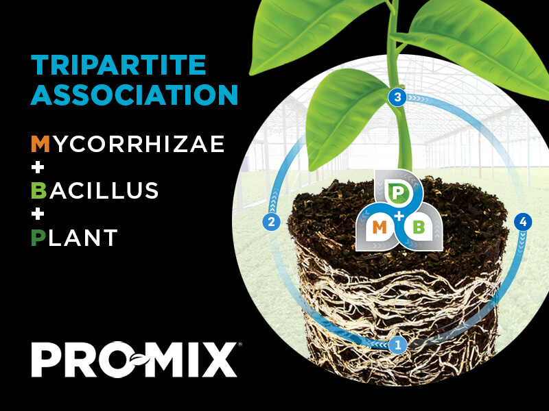 Tripartite association mycorrhizae, bacillus, plant