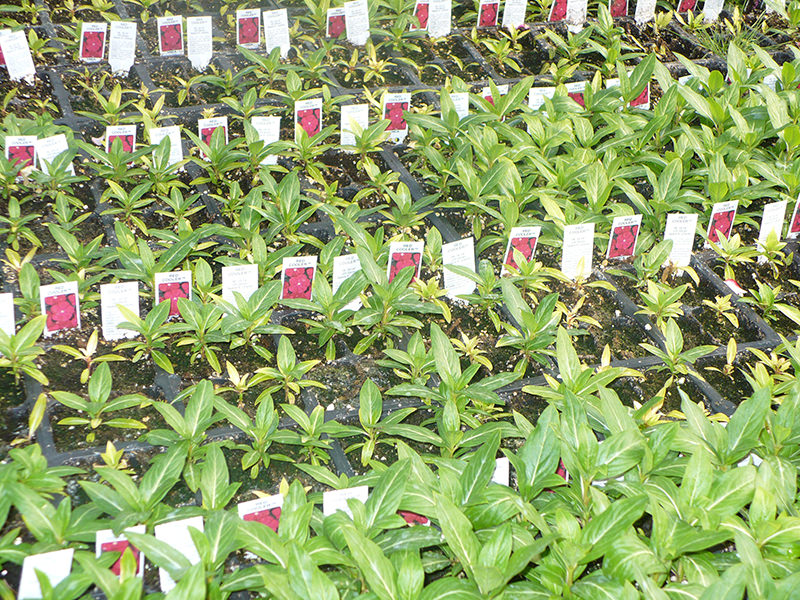 Este cultivo de vinca muestra plantas saludables normales entremezcladas con plantas cloroticas