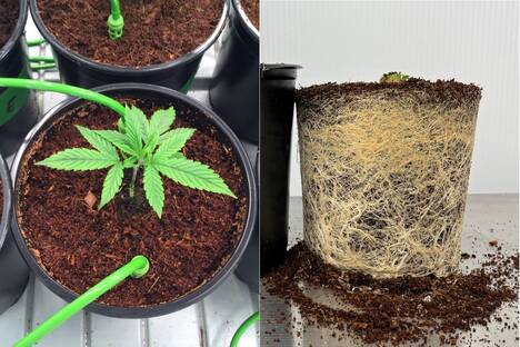 Medicinal plant growing in PRO-MIX CCX, on the left, and its root system on the right