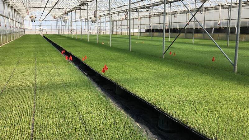 Inside a greenhouse