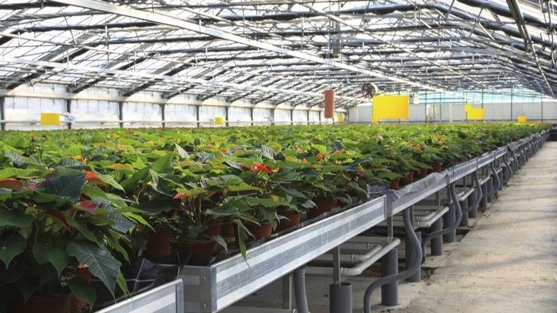 Poinsettias inside a greenhouse