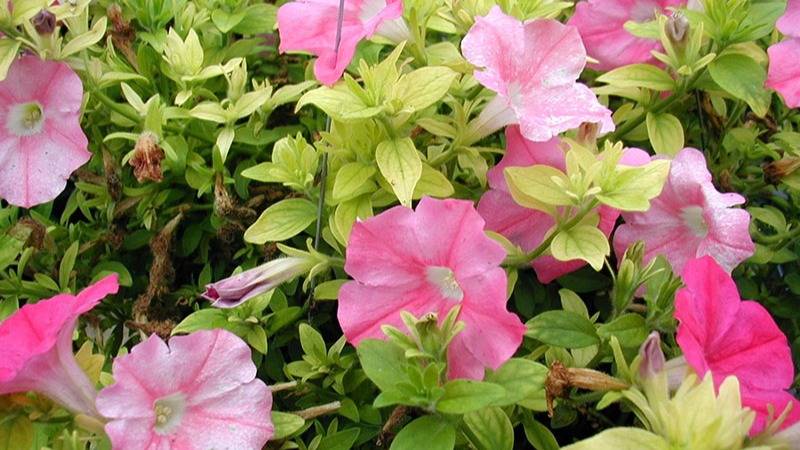 Iron deficiency in Petunia