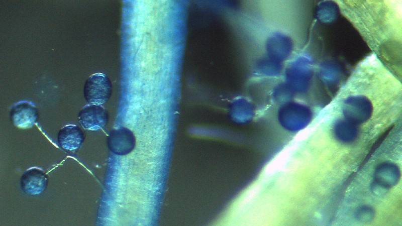 Mycorrhizae at the Service of Your Plants