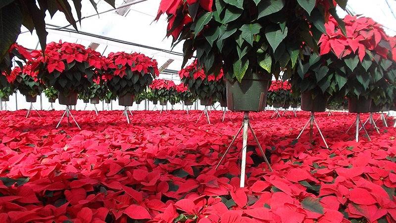 Article en-us | Poinsettia fertilization in greenhouses