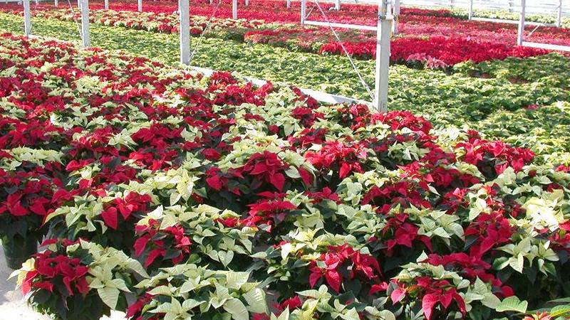 Poinsettias on Floor - Petittis