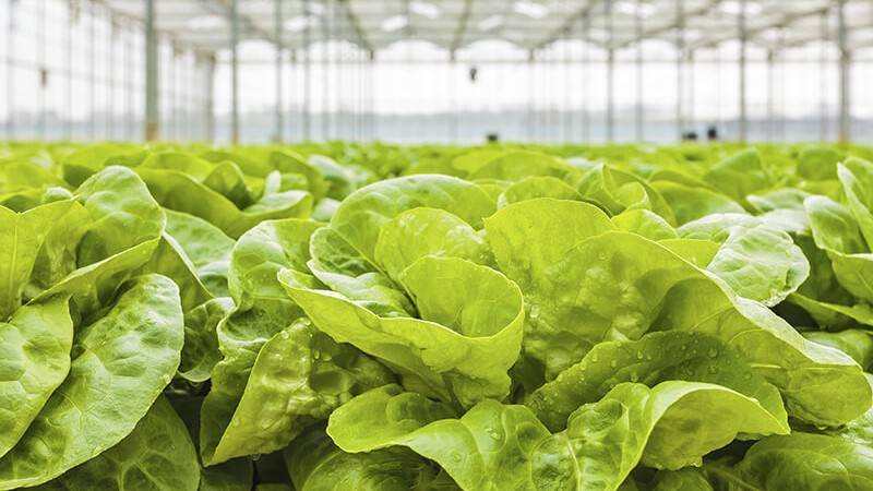 Lettuce growing in greenhouse