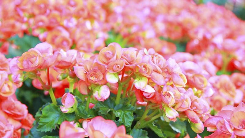 Greenhouse Begonias