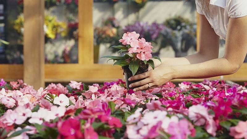 Women in a garden center