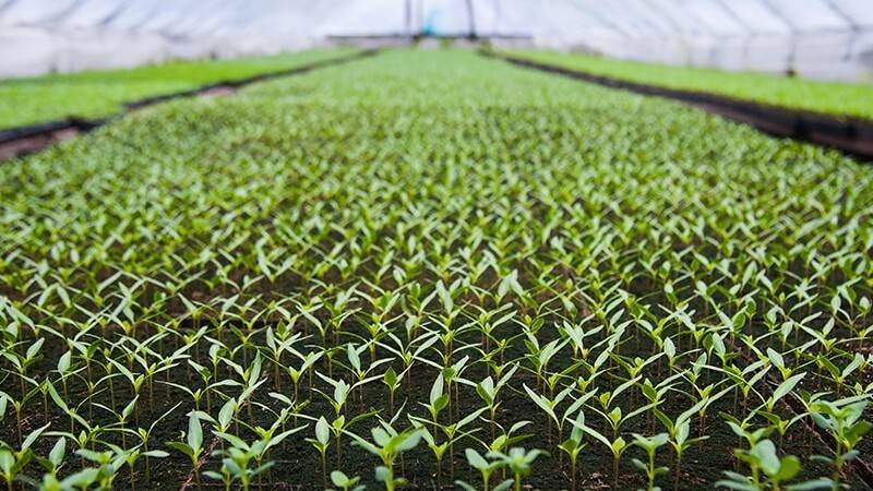 Young plants in Greenhouse