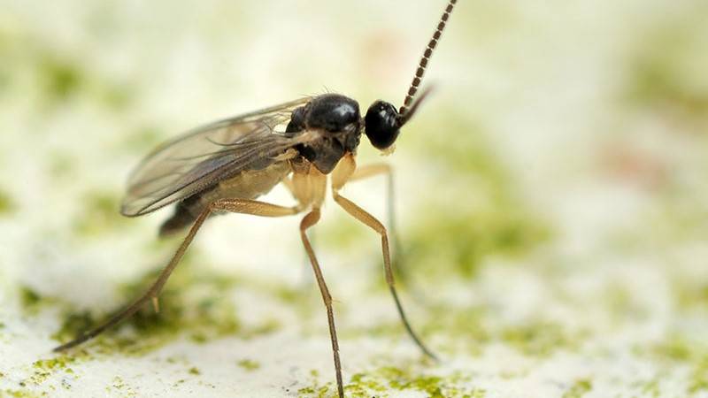 Fungus gnats