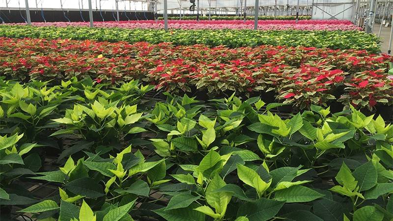 Growing Tough Crops: Poinsettias