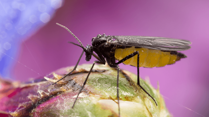 Dark-winged fungus gnat