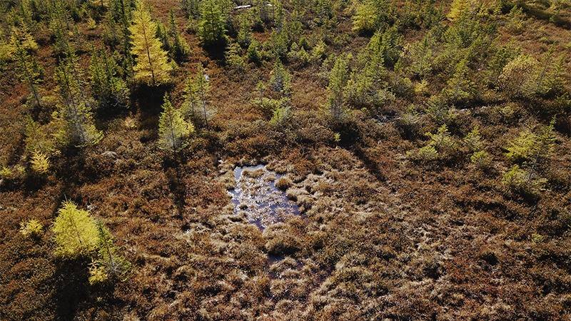 Peatland in restoration