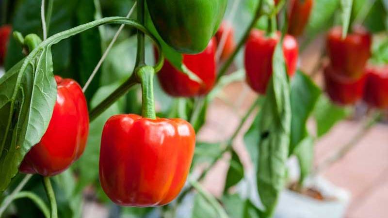 Tomatoes in a greenhouse