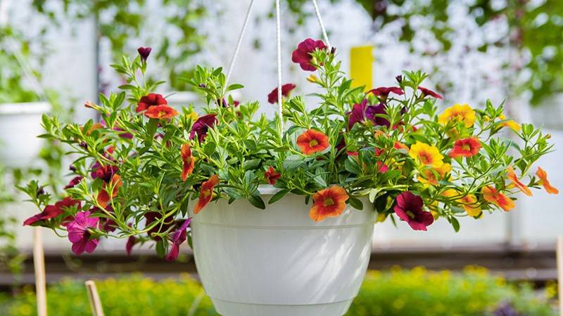 Calibrachoa