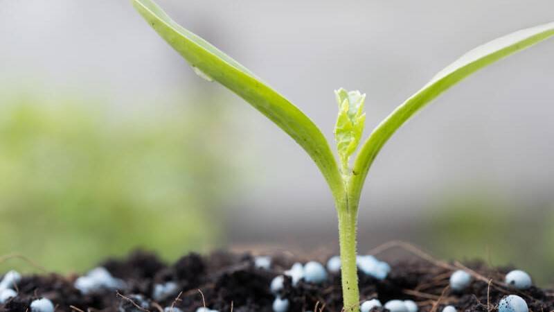 Young plant close-up