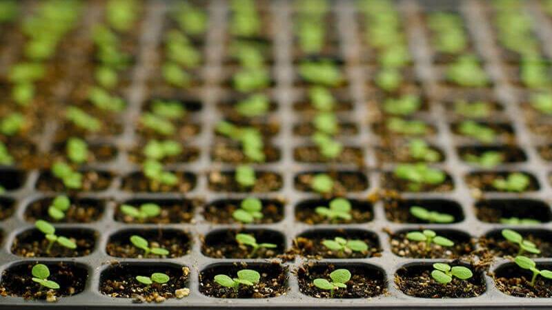 Young Plant Propagation