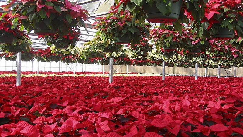 Poinsettias in greenhouse