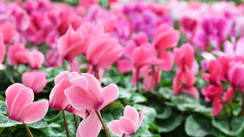 Phytophthora cyclamen