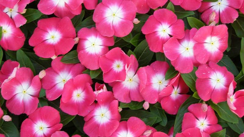 Vinca rosea