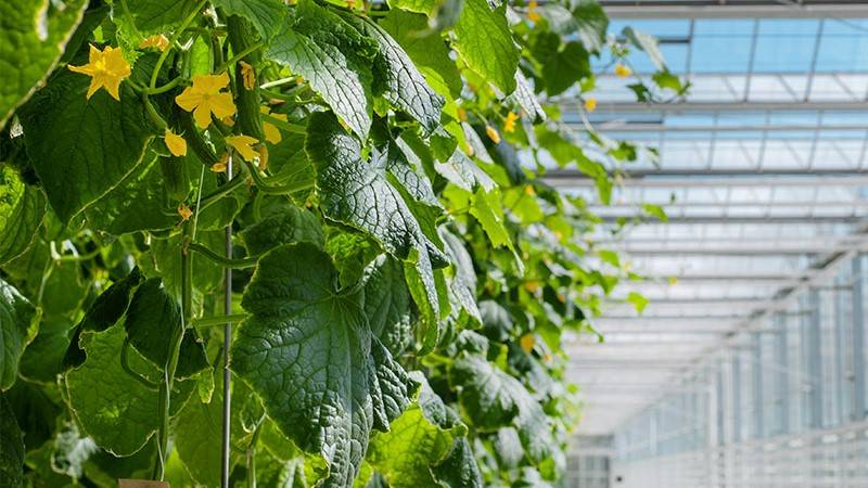 Organic cucumber in greenhouse