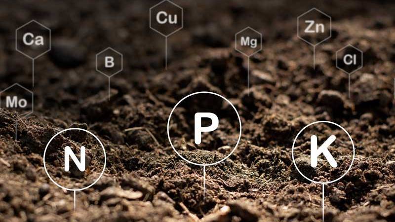 Toxic Nitrogen forms