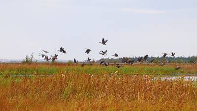 The 6 Steps to Restore a Peat Bog