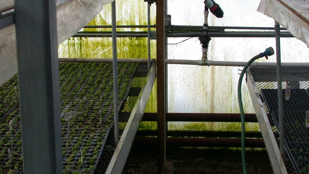 Algae growth on greenhouse glazing through continuous misting