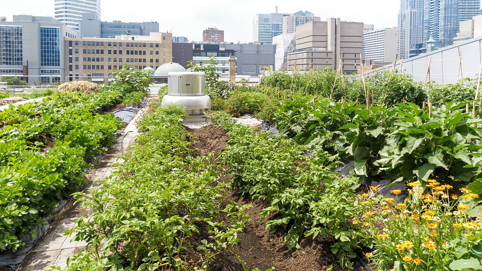 Article en-us | Urban horticulture