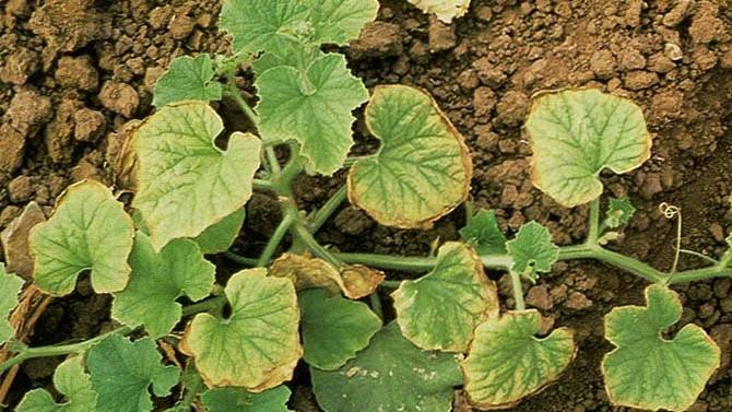 cucurbit plant exhibiting molybdenum deficiency