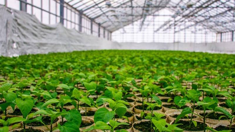 plants in greenhouse air porosity