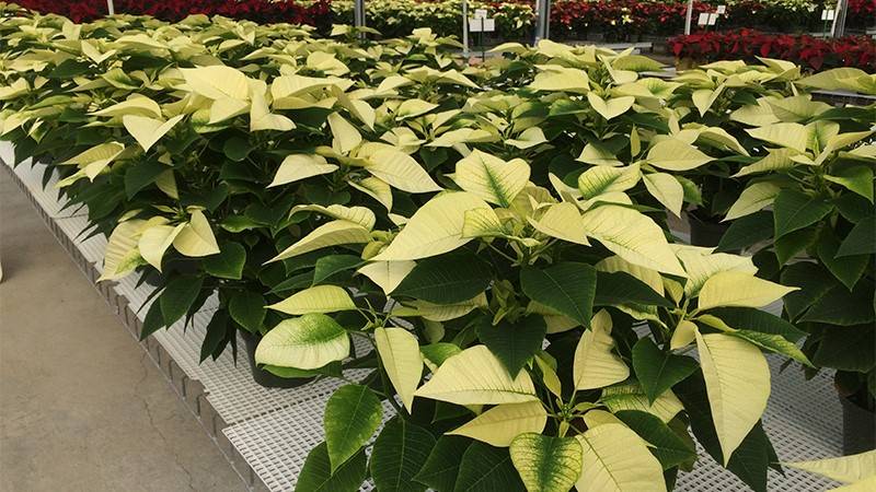 Growing poinsettias can be a challenge considering they are sensitive to the environment, diseases, insects and watering. 