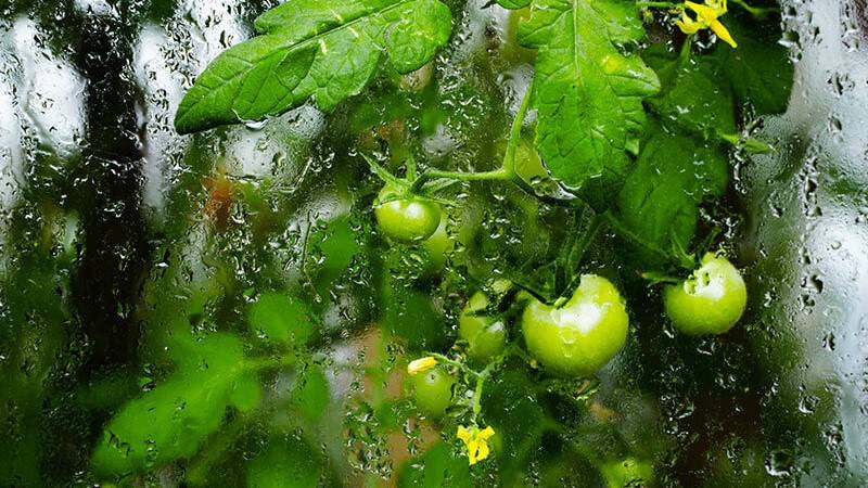 Humidity in greenhouse tomatoes