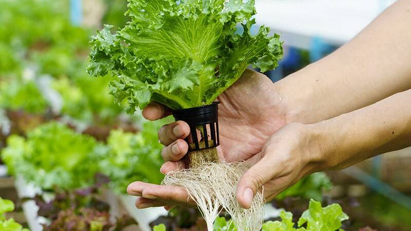 Lettuce grown in hydroponic