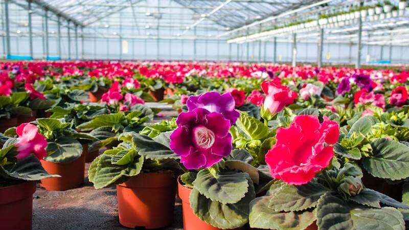 Ornemental flowers grown in professional greenhouse