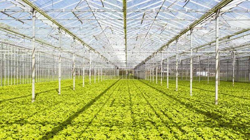 Organic crops greenhouse