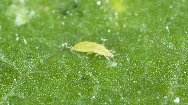 Thrips are a common insect that most growers have had difficulty controlling