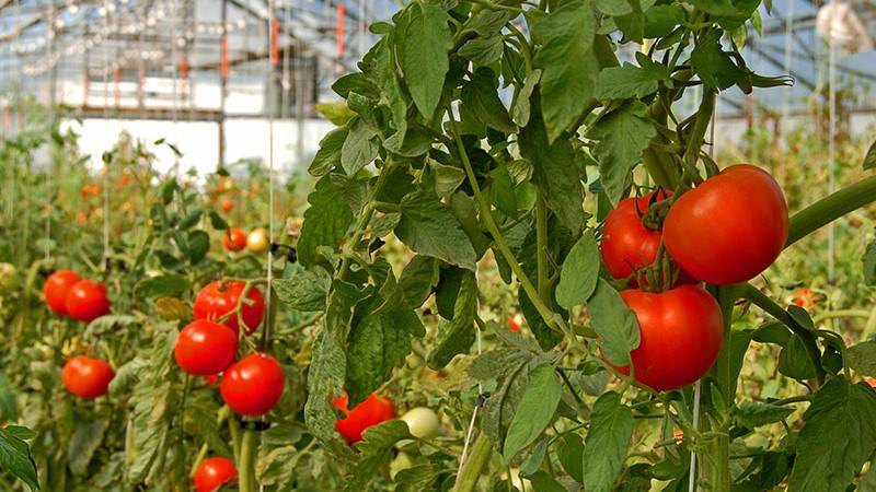 How Substrate Structure Influences Air Porosity Tomatoes in Greenhouse Premier Tech Horticulture