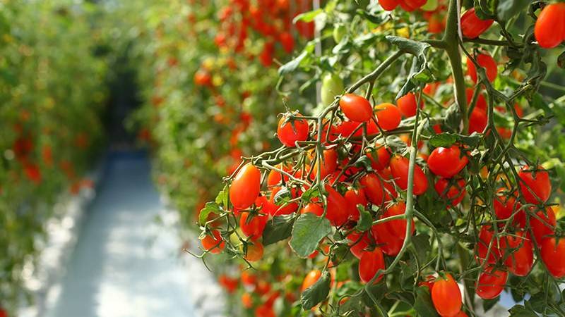 Tomato crops in greenhouse