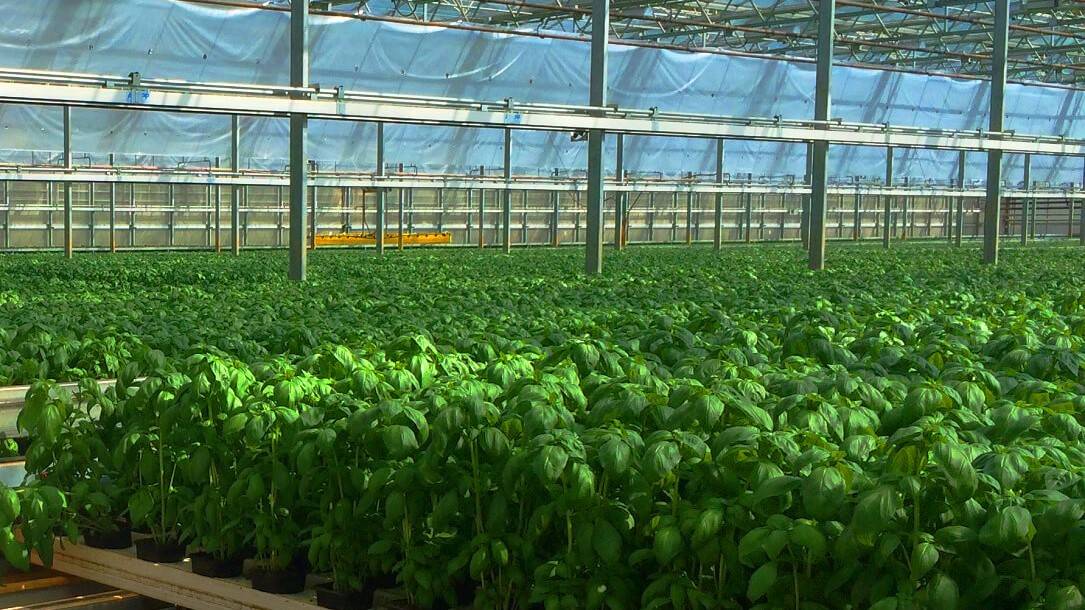 Basil plants in greenhouse