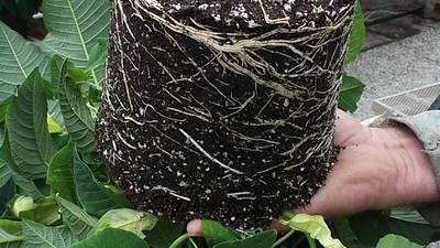 Basics of Plant Respiration plant roots PRO-MIX