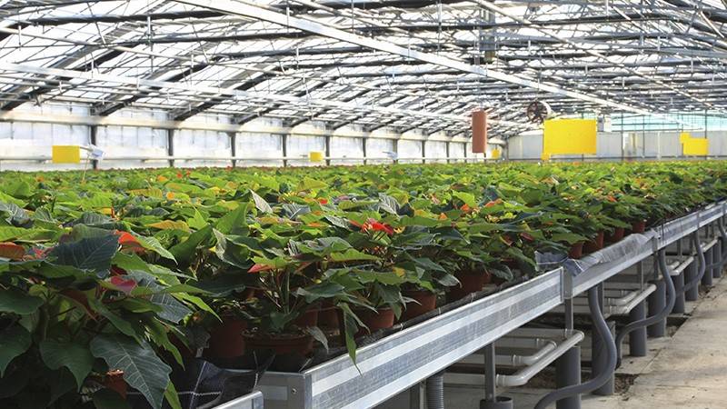 Article en-us | How To Prevent And Solve Root Diseases in Poinsettias