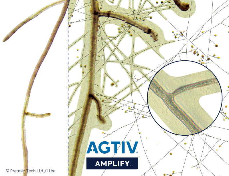 AGTIV AMPLIFY - Comparison Root