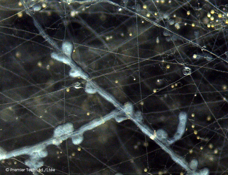 AGTIV AMPLIFY - Bacillus biofilm and mycorrhizal spores and hyphae