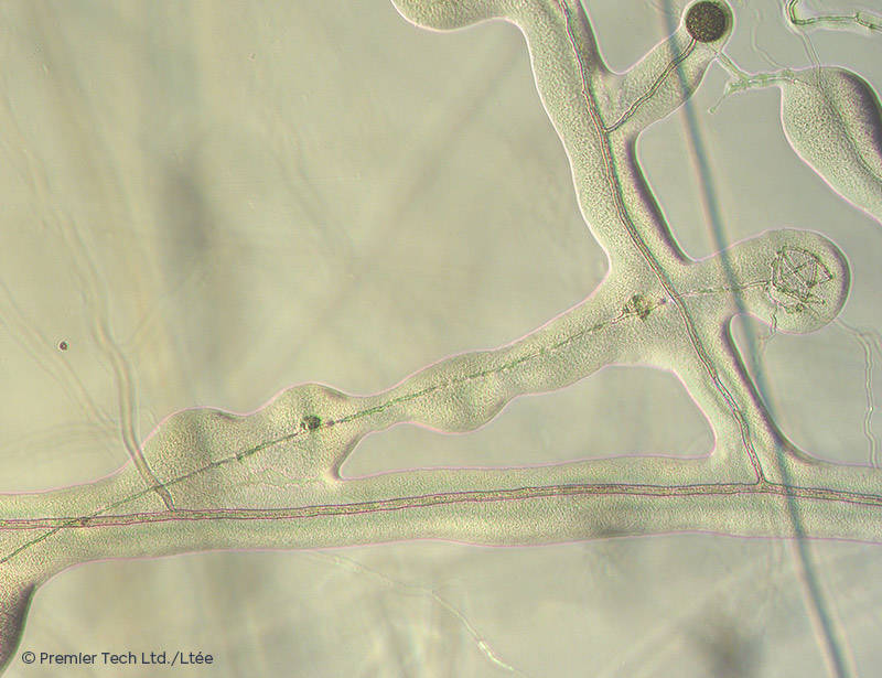 AGTIV AMPLIFY - Bacillus biofilm and mycorrhizal hyphae