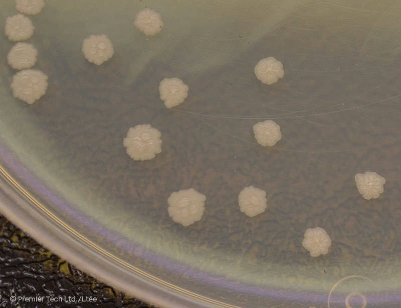 AGTIV STIMULATE - Bacillus bacteria colony close-up